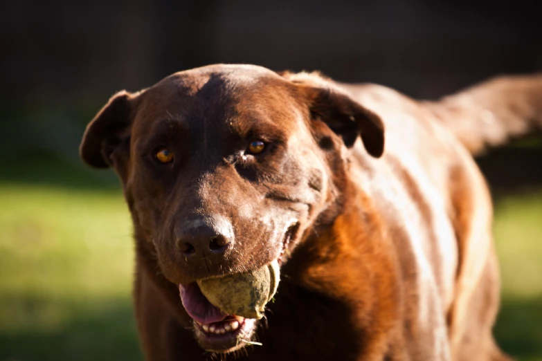 the dog is outside with his treats in his mouth