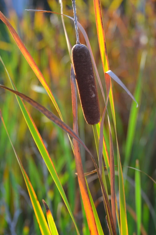 an animal hanging from a stick in a field