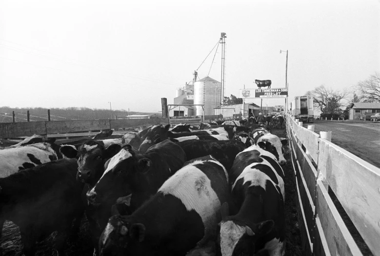 there are many cows lined up behind the fence