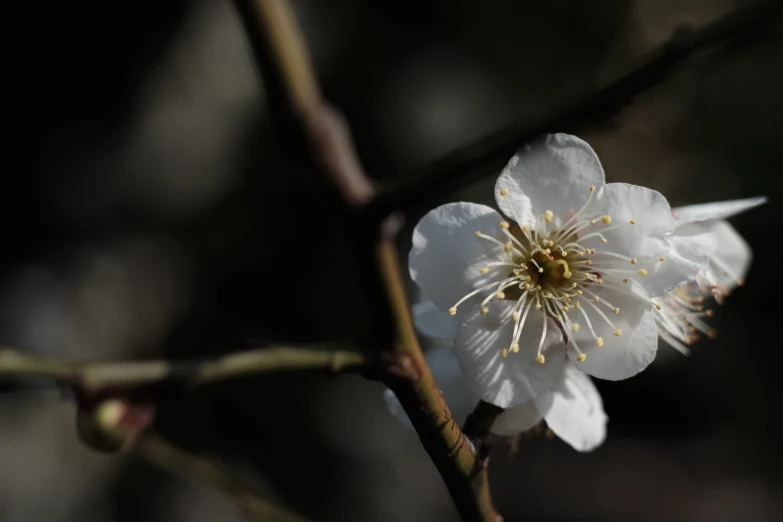 a white flower with small yellow petals