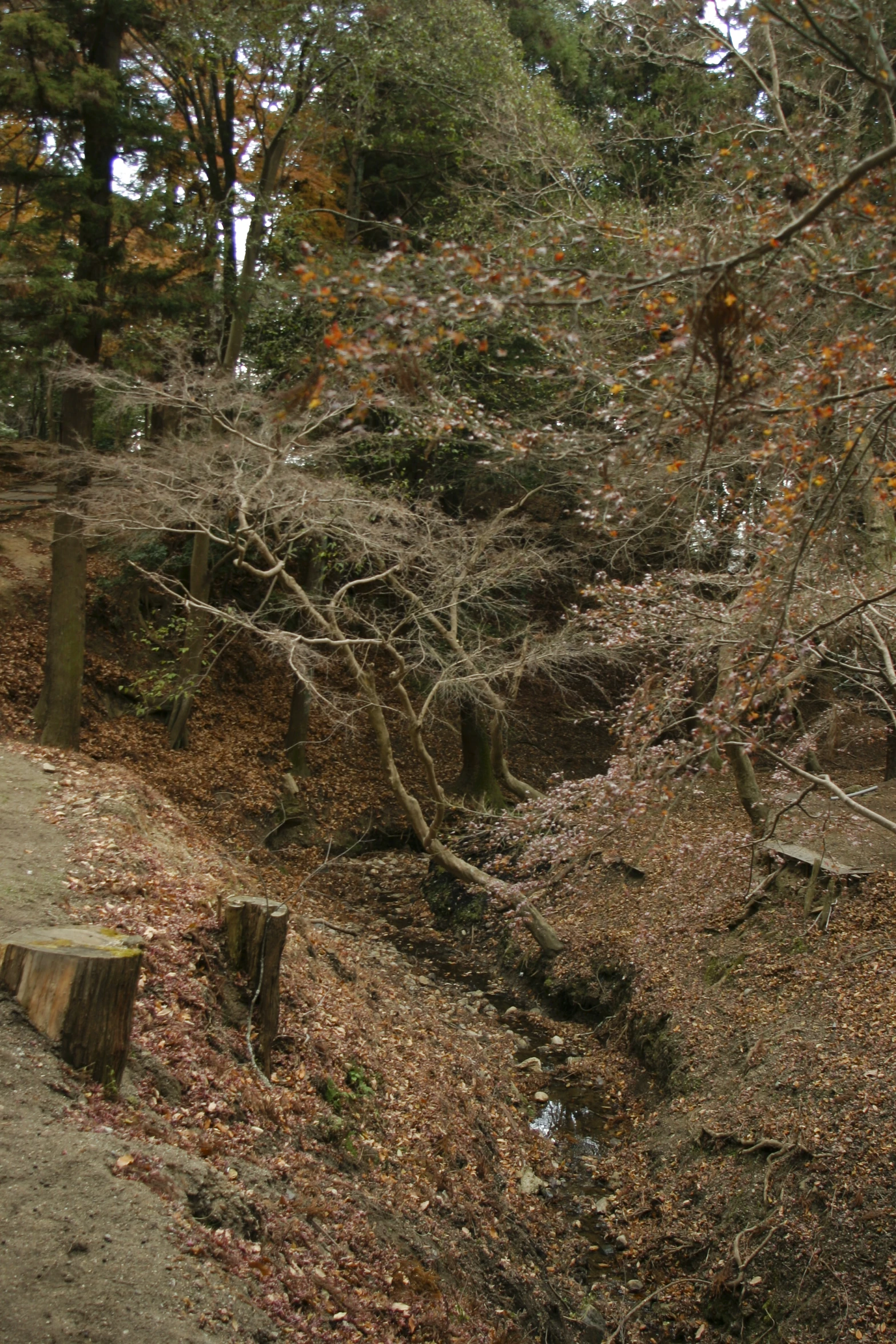 the trail winds through some barren forest and leaves