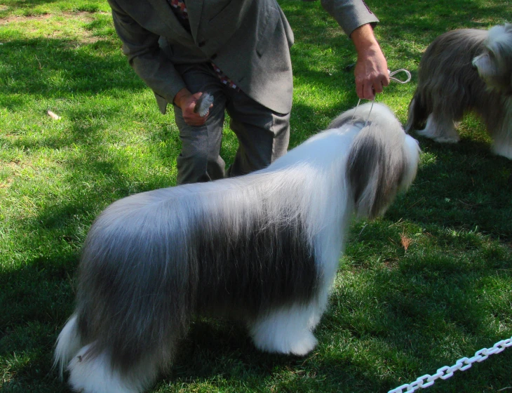 a person on a lawn with two small dogs