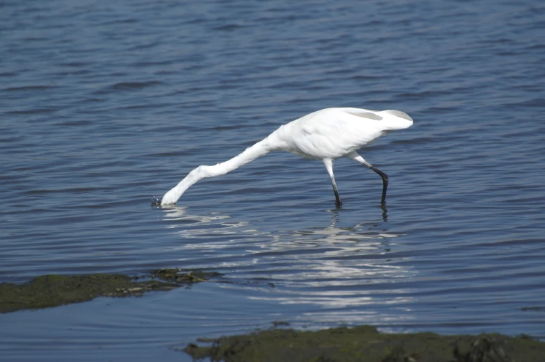 white bird standing in the water about to eat soing