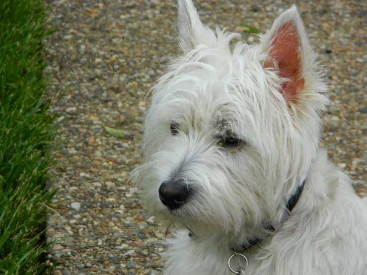 a dog with a collar and tag looks forward