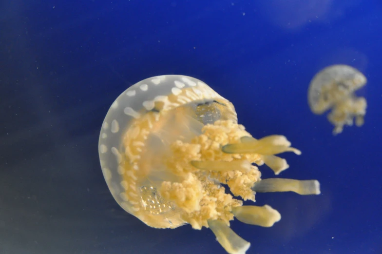 a small jellyfish swimming under some clear water