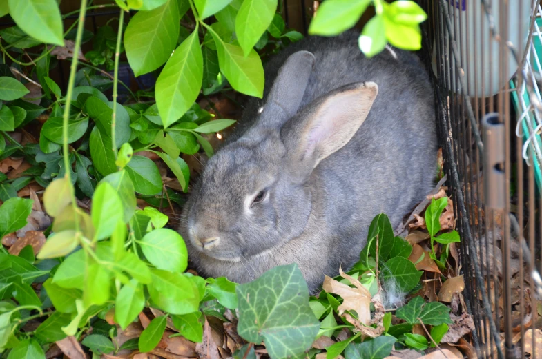 grey rabbit in its enclosure sleeping inside the plants