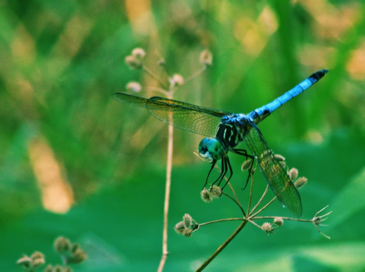 a blue and black dragonfly perched on top of a green plant