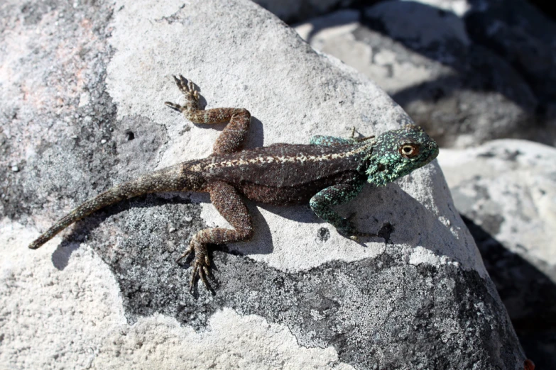 a lizard sitting on top of a big rock