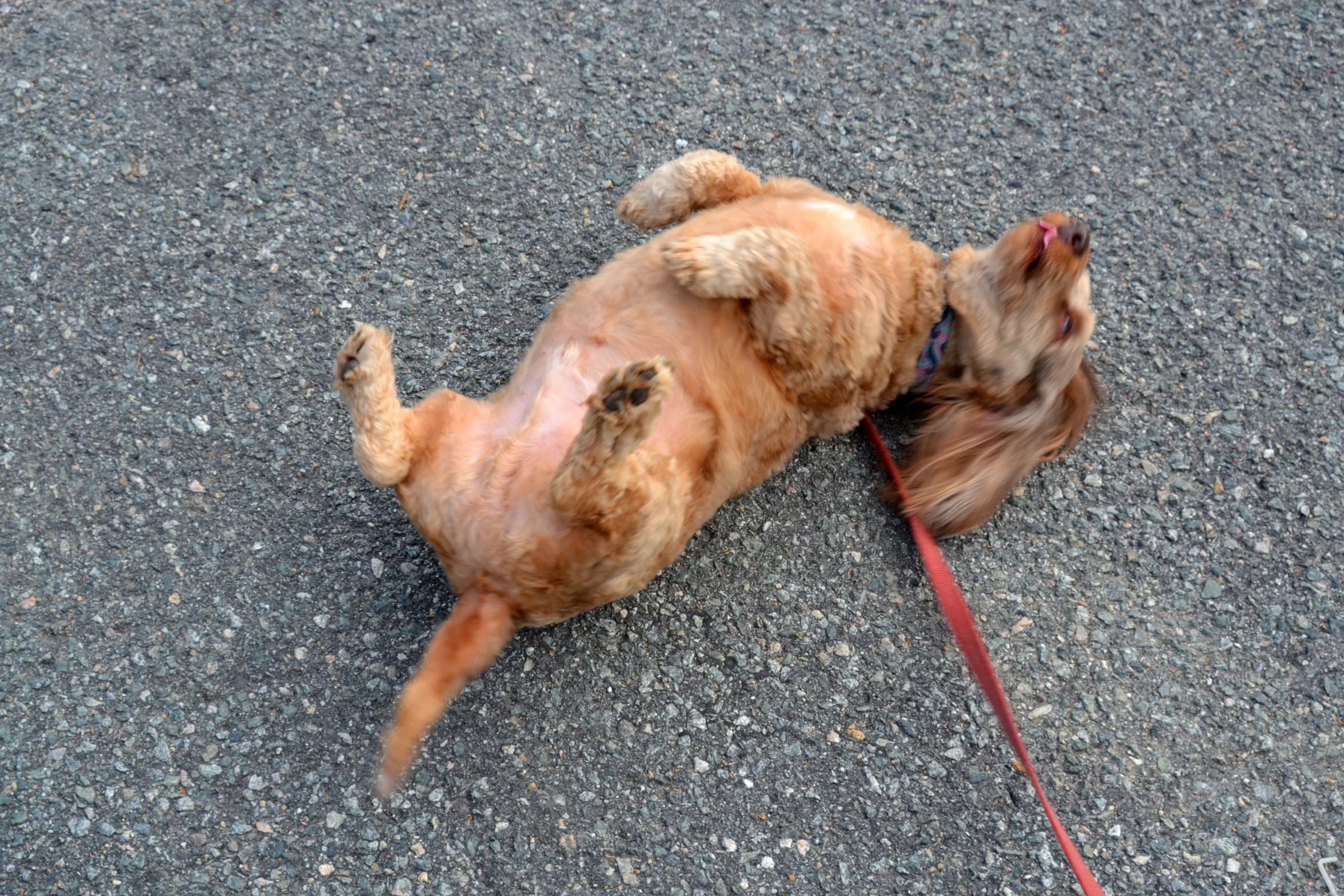 a dog rolling around in the middle of the street