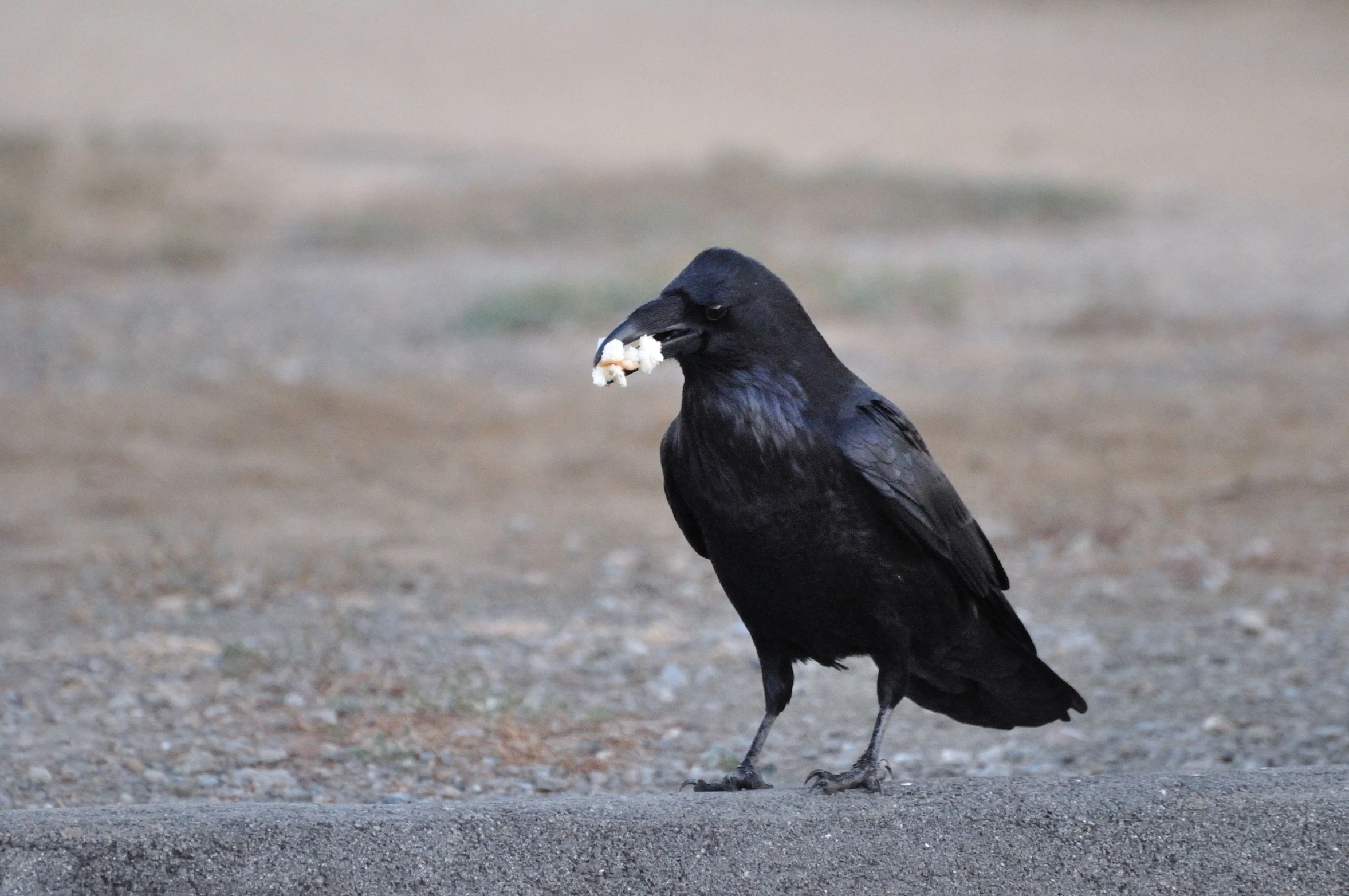 a bird that is standing on some gravel