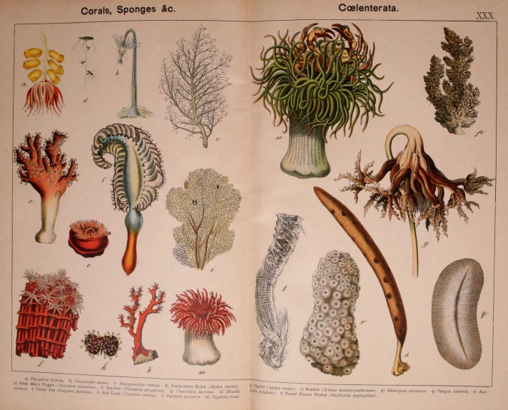 an old book showing different sea plants