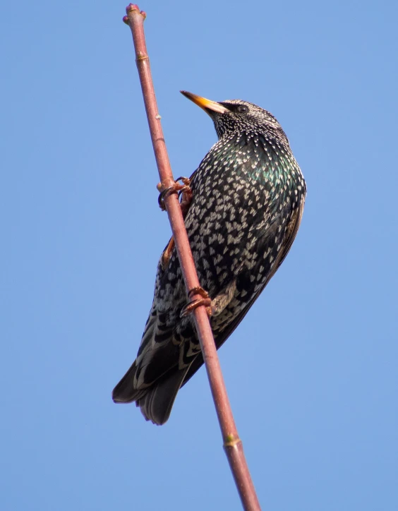 the bird has long beaks and is perched on a pole