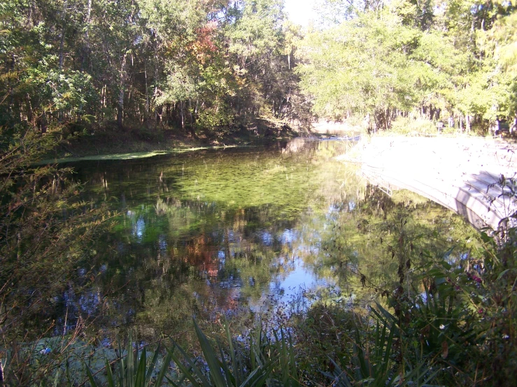 trees reflected in a clear pond on a sunny day