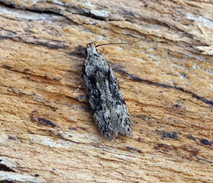 a brown moth with black wings is resting on a tree