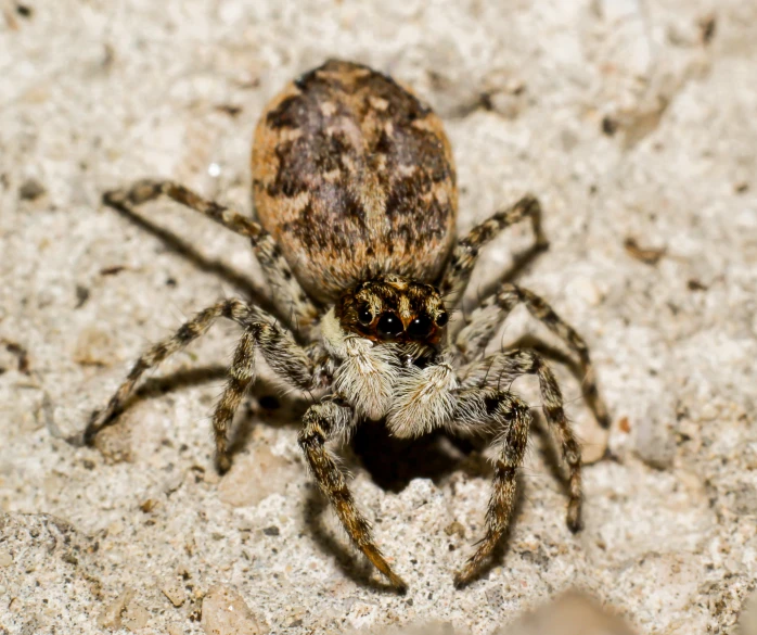 a spider sitting on top of a piece of white rock