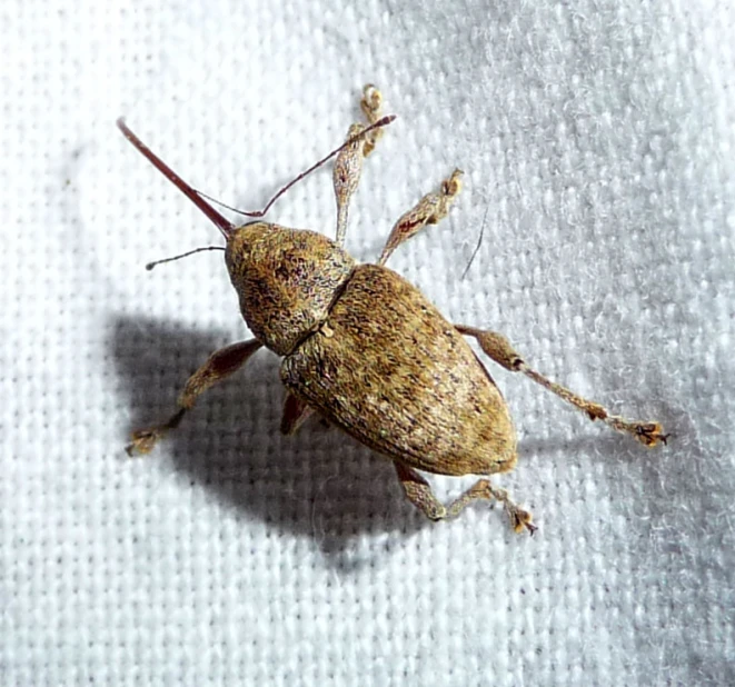 close up of a bug with a lot of brown dots on its chest