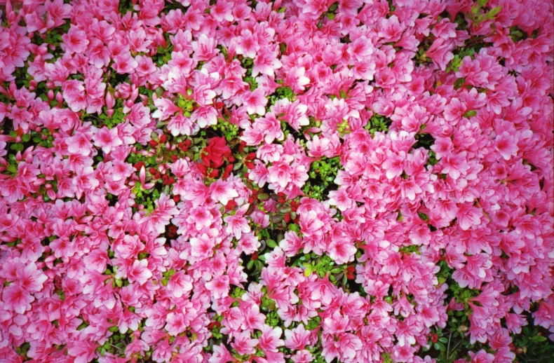 flowers are all over the ground and pinks