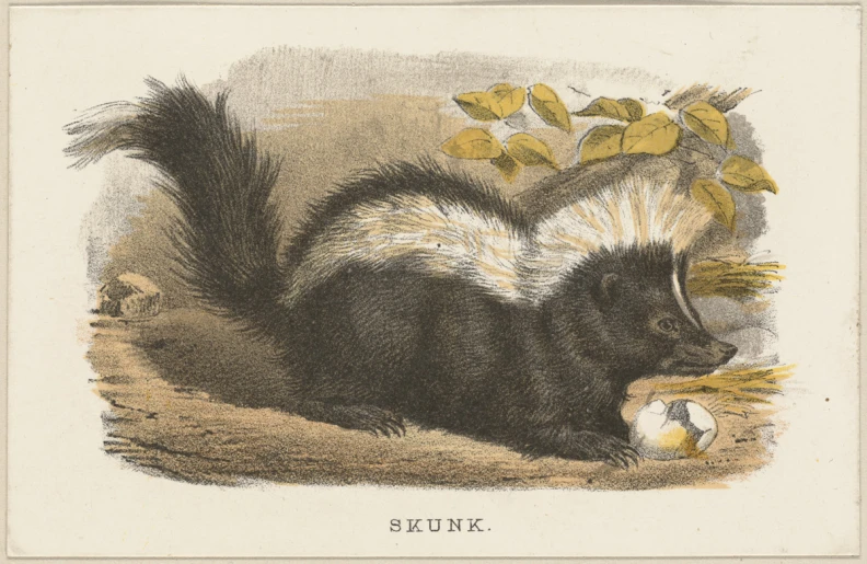 a skunk is eating in the shade of some bananas