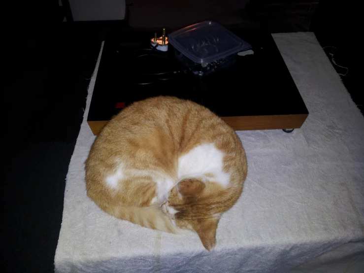 a cat sitting on a blanket with its back turned on a speaker