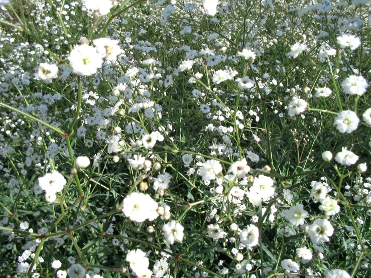 a white flower bush with lots of daisies