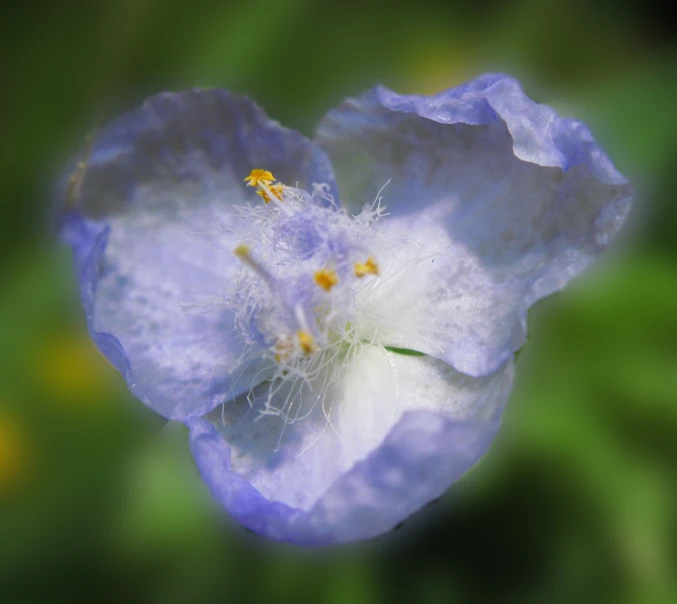 the blue flowers are blooming very well