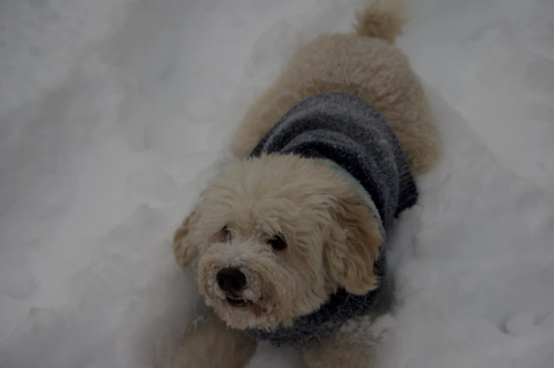 a dog with a sweater on walking through the snow