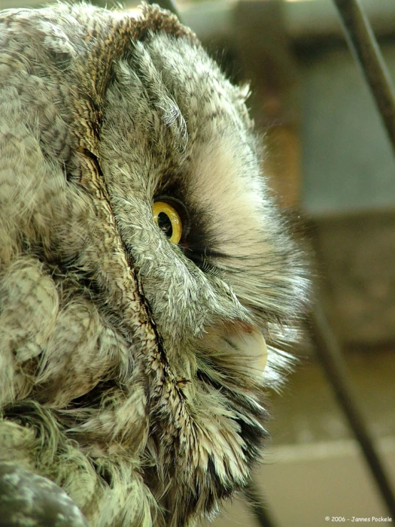 an owl looking at soing out its eye