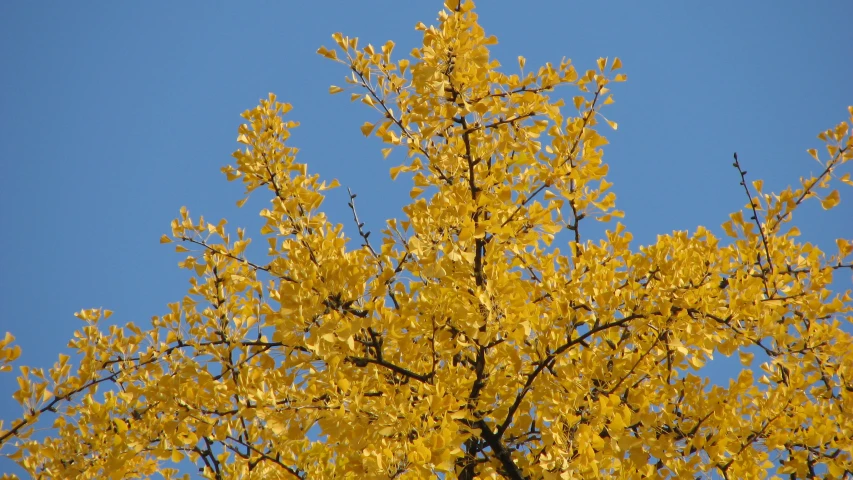 a tree with yellow leaves is shown against the blue sky