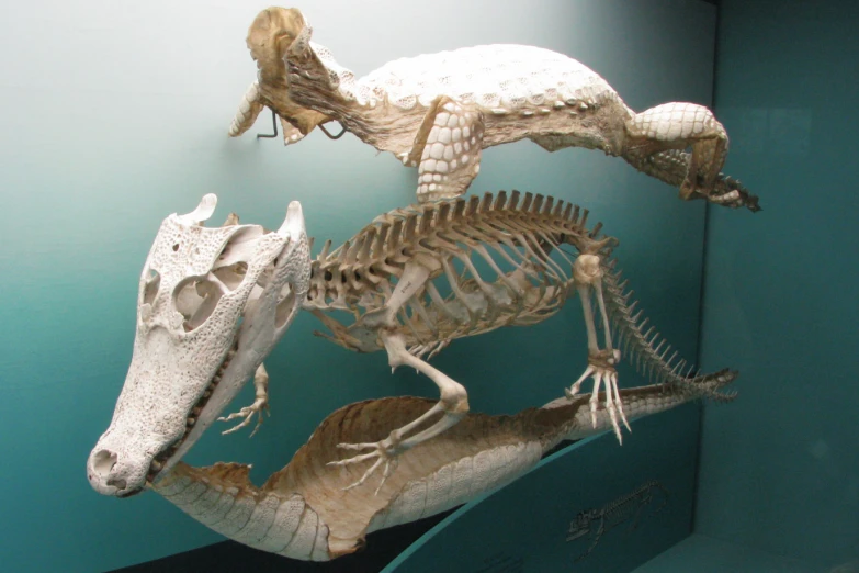 the skeleton of a lizard with a head protruding from its tail