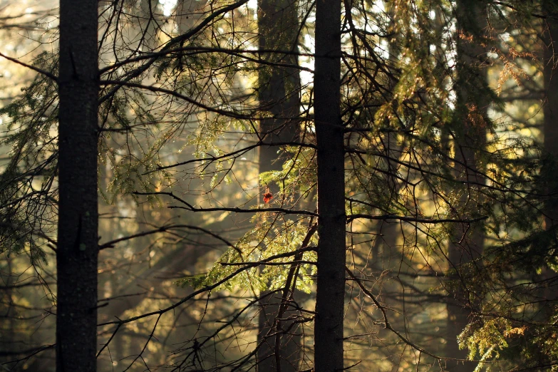 two deer in an area with lots of pine trees