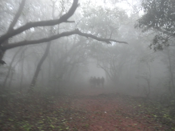 two people are walking down the trail in a foggy forest