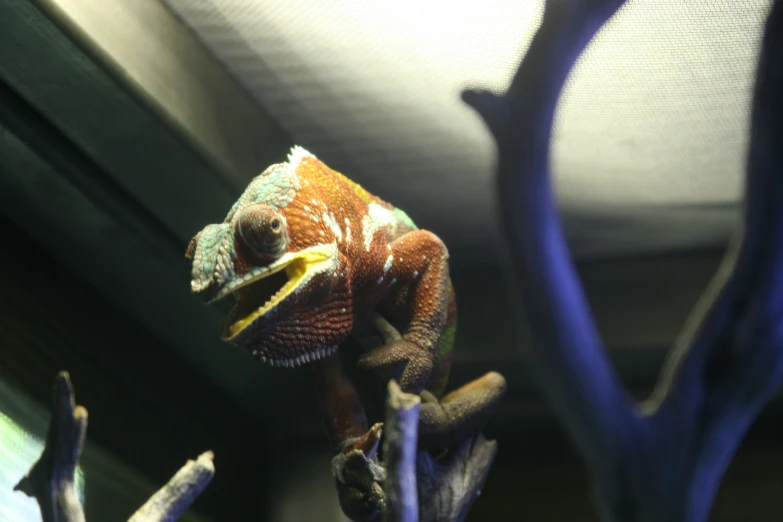 a chamelon on the edge of a window sill with its mouth open