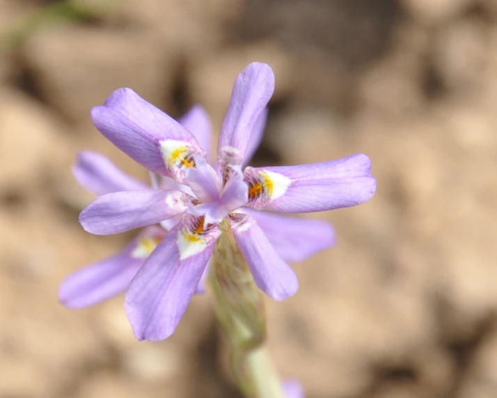 a purple flower with some yellow stamens sitting in the middle