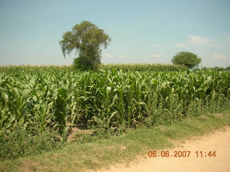 a very big leafy green field of crops