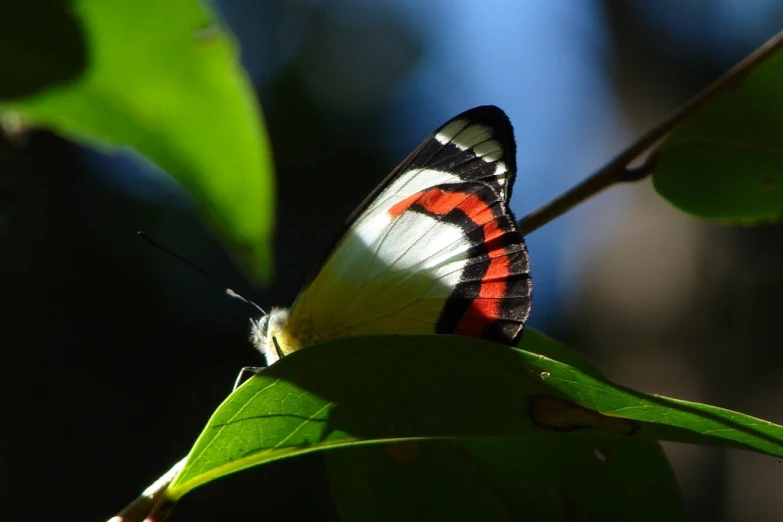 a close up of a erfly on a leaf