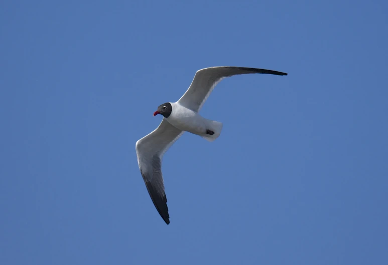 a seagull in flight with its beak up