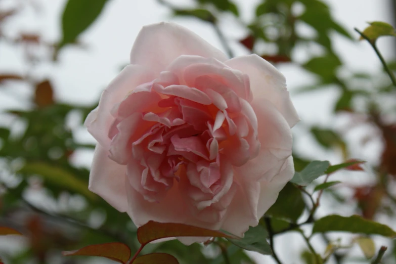 a pink flower with leaves on it