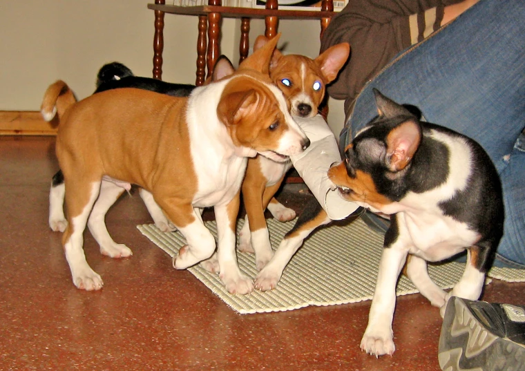 two puppies fight at the feet of a person