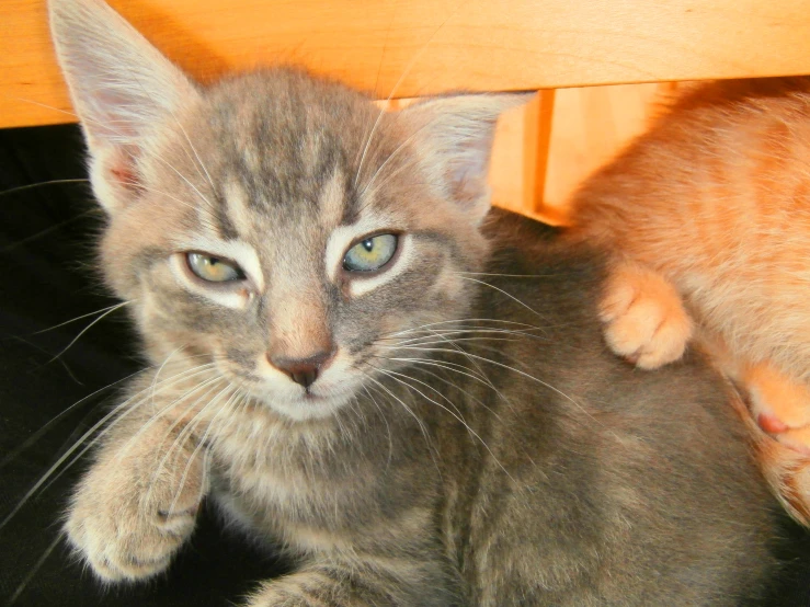 two cats are laying on a desk together