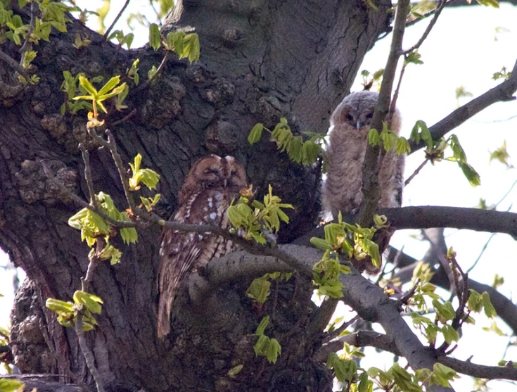 an owl on a nch with another owl in it