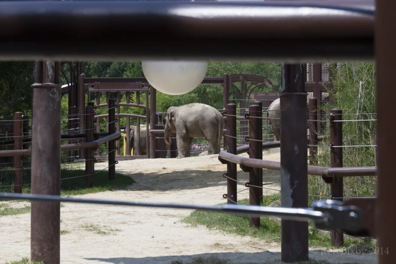 an elephant is walking inside a enclosure with other animals