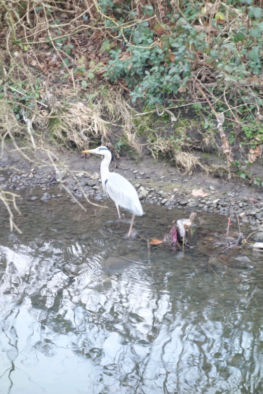 the large bird is walking along side of the stream