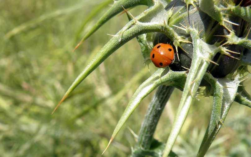 a bright red lady bug crawling on the underside of a green plant