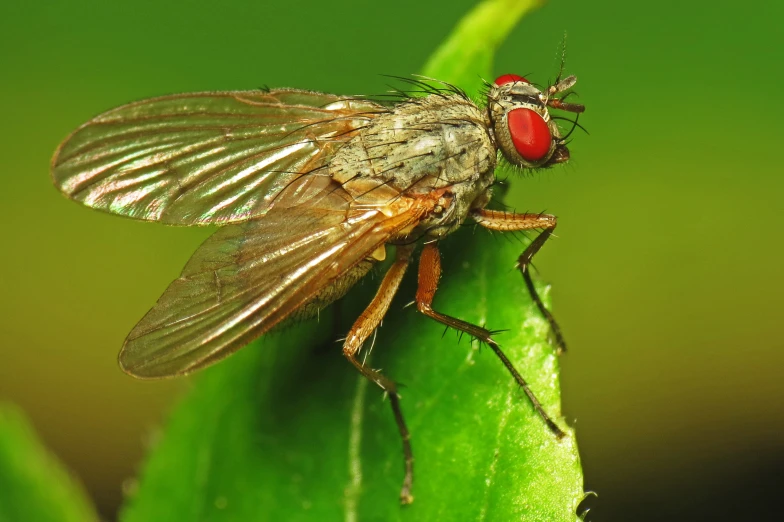 a close up of a fly on a green leaf