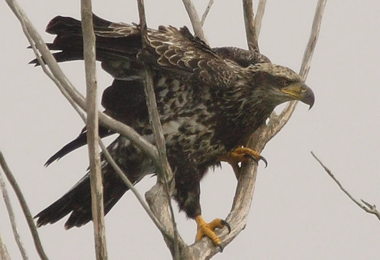 a hawk is perched on a tree limb