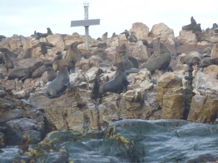 several sea lions lounge on the rocks together