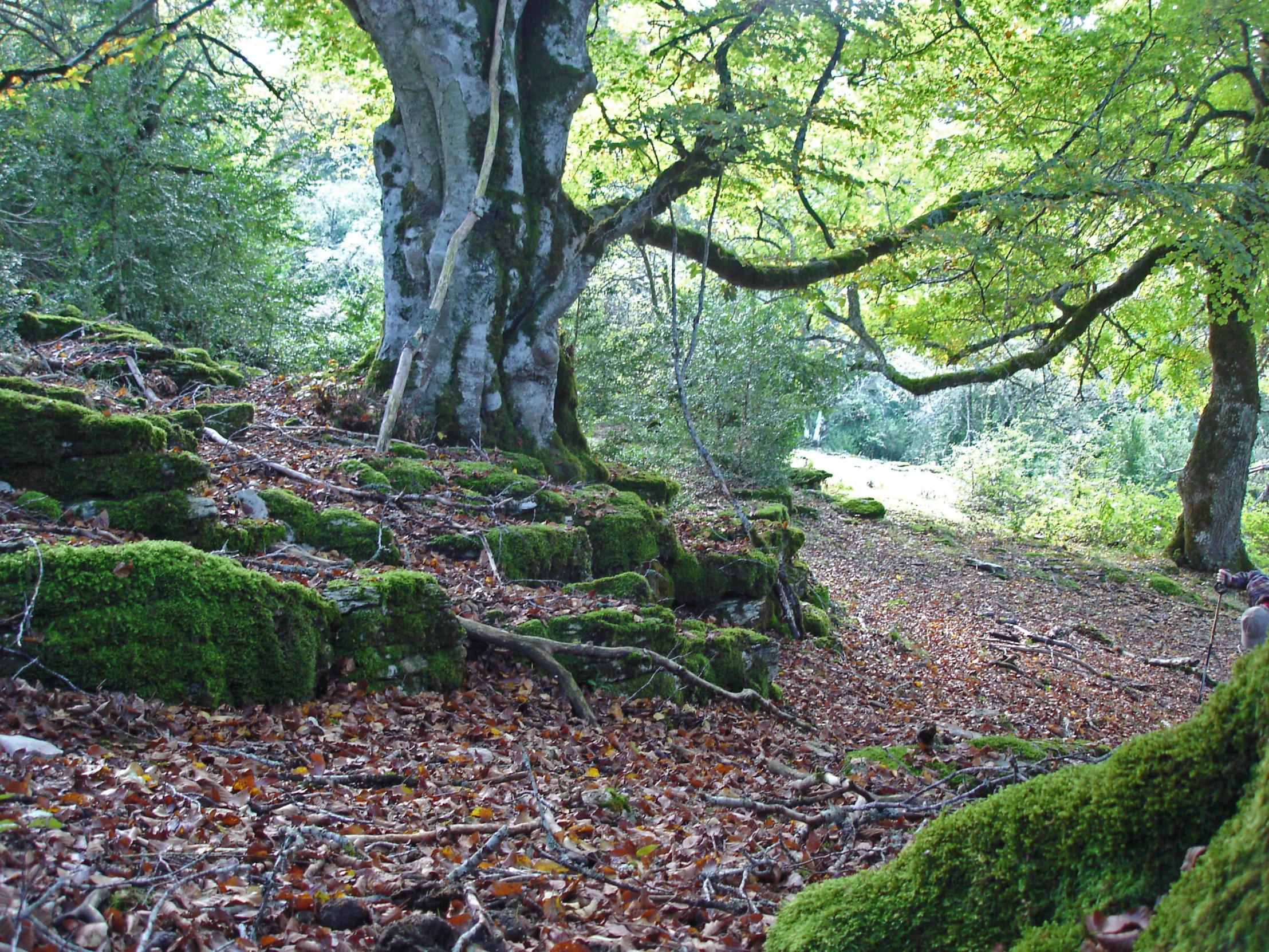 a lush forest with green mossy trees