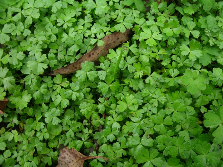 closeup of a patch of green plants with leafs