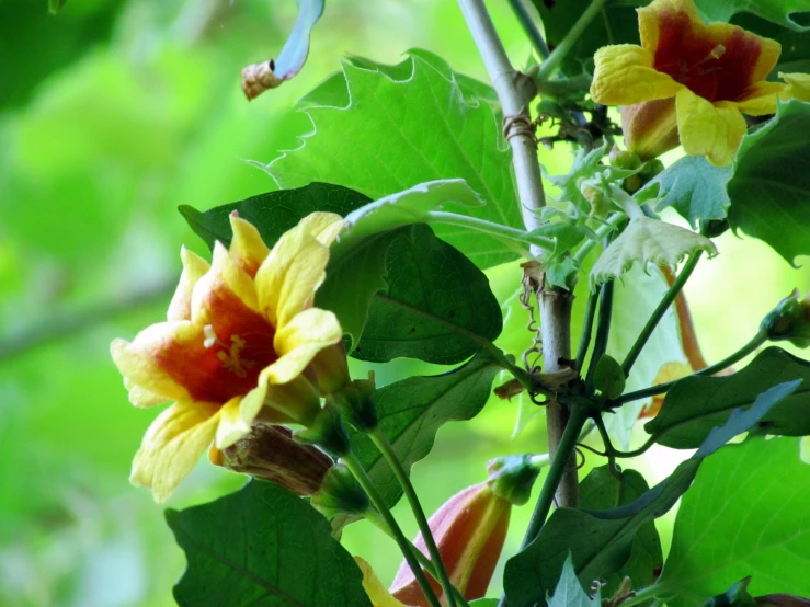 a tree nch filled with colorful leaves and buds