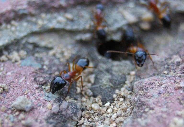 two ant ants with small black and red bugs on them